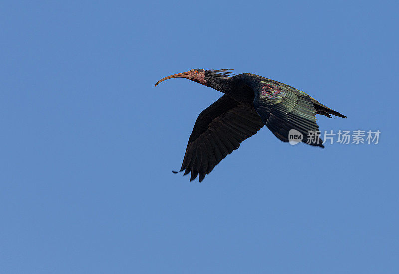 北方秃鹮，又名Waldrapp, Geronticus eremita，正在飞行:西班牙